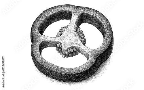 Intricate halftone pretzel cross section showing textured details