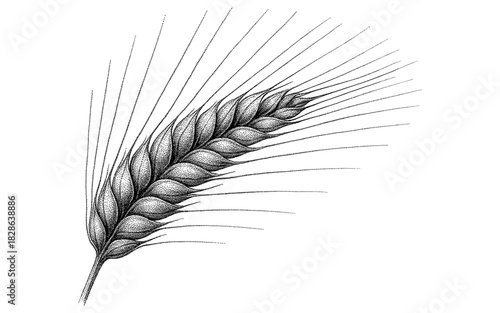 Hand drawn detailed wheat ear with intricate lines on white background