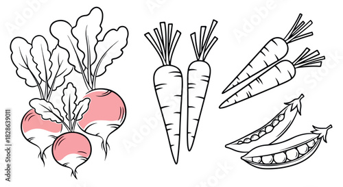 Radish, carrots, and peas outline food sketch