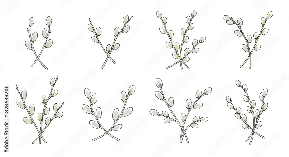 Fototapeta premium Willow branches with buds, isolated on white