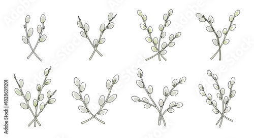Willow branches with buds, isolated on white