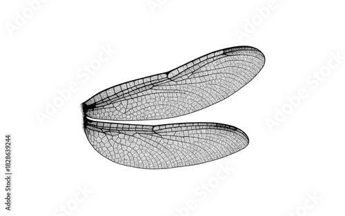 Detailed dragonfly wings in black and white line art