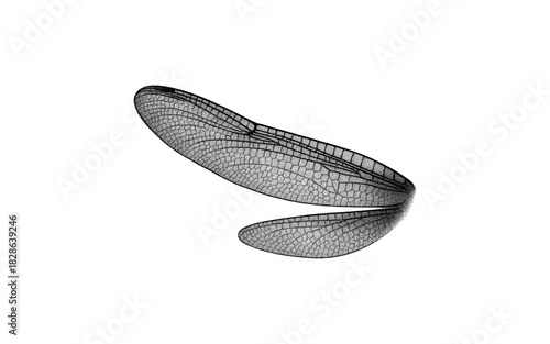 Detailed transparent dragonfly wing with intricate veins on white background