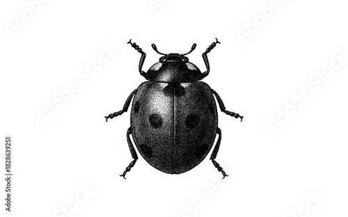 Detailed engraving of a ladybug on a white background