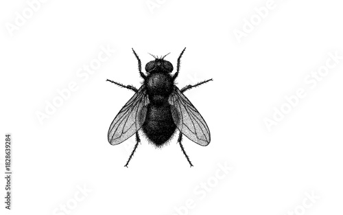 Detailed sketch of a housefly on white background