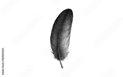 Elegant hand drawn feather with intricate details on white background