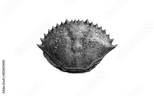 Detailed black and white engraving of crab shell with textured surface