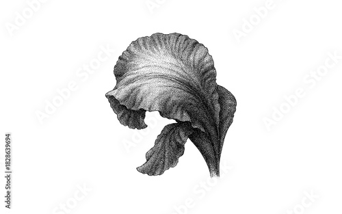 Intricate botanical drawing of textured leaf with stipple shading style