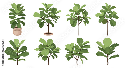 Fiddle leaf fig plants in pots, various sizes