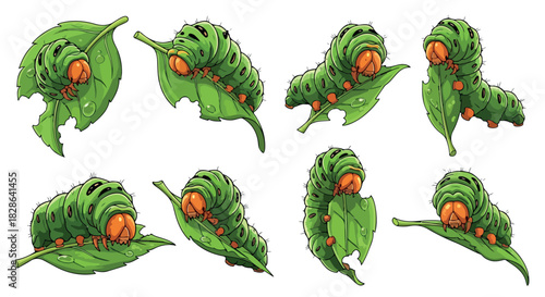 Green caterpillars on leaves with transparent background