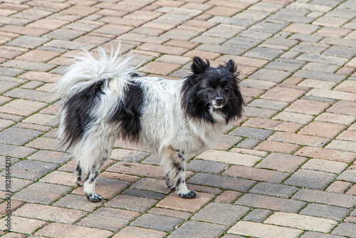 Hunderasse Mittelspitz 