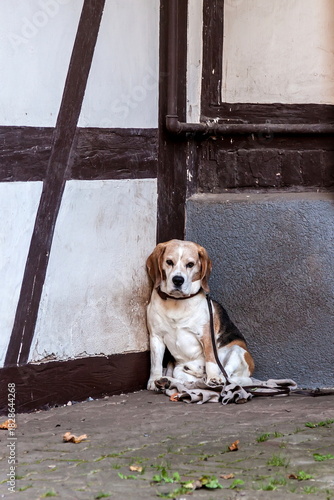 Hund Beagle an Hauswand