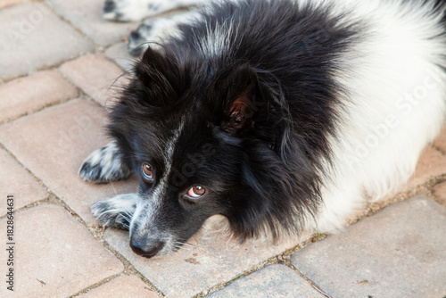 Hunderasse Mittelspitz