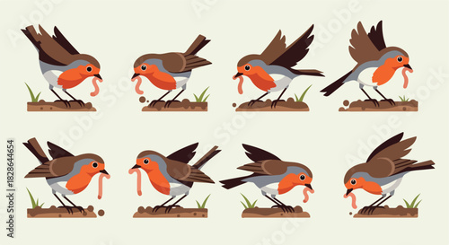 Robin bird eating worm sequence in nature
