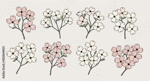 Dogwood flower sprigs collection with transparent background