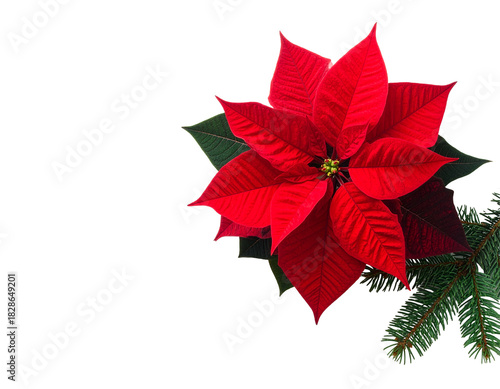 red poinsettia isolated on white png