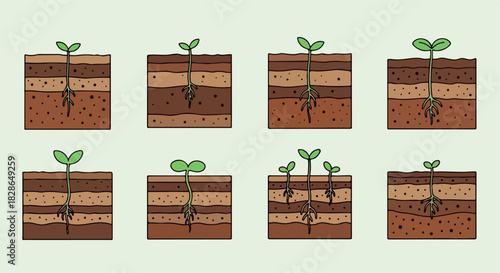 Seedling growth stages in soil cross-section