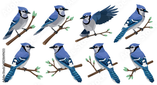 Blue jays perched on branches with transparent background