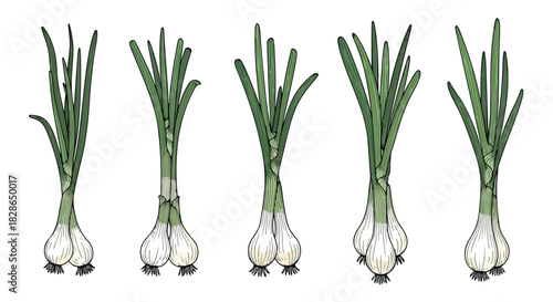 Green scallions bunch with transparent background