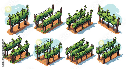 Vineyard trellises with grapevines in various configurations