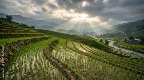 Wallpaper Mural Lush Rice Terraces Bathed in Sunlight A Breathtaking Landscape in Sapa, Vietnam Torontodigital.ca
