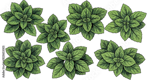 Green basil leaves collection with transparent background