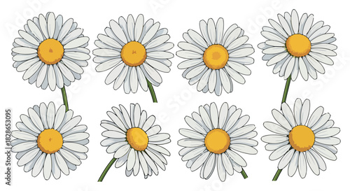 Daisy flowers with transparent background