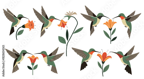 Hummingbirds feeding on flowers with transparent background