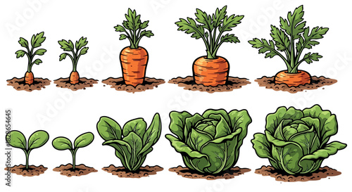 Carrot and lettuce growth stages in soil