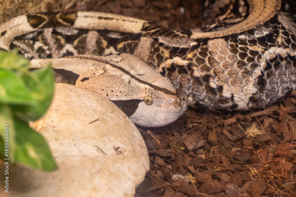 Fototapeta premium The photograph shows a gaboon viper. Reptiles