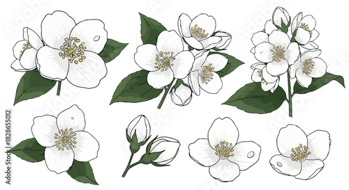 Cherry blossom branches with transparent background