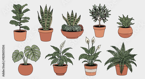 Potted plants collection in terracotta pots