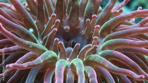 Close up view of underwater coral polyp tentacles swaying gently