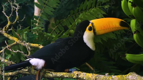Close up of a toucan bird sitting on a tree branch in the rainforest on a cloudy day.