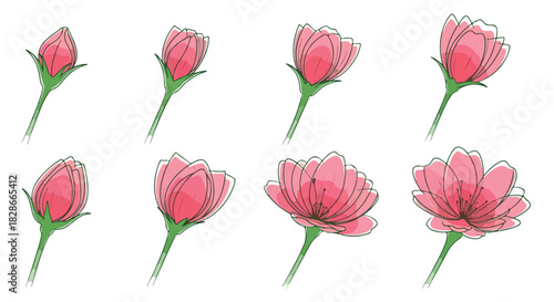 Pink cherry blossom stages with transparent background