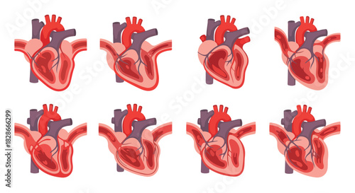 Human heart anatomy diagram in multiple views