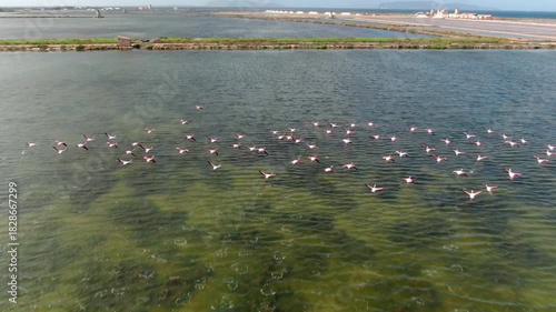 Flamingi w locie Salina Paceco Trapani Sycylia solanka