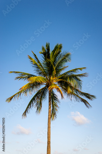 Single coconut palm tree against a clear blue sky
