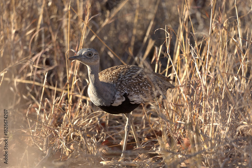 Photography Red-crested Korhaan (Lophotis ruficrista)