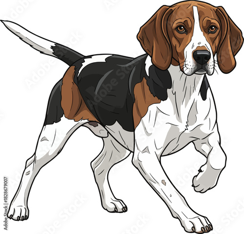 Harrier dog alert focused hunting stance front view illustration