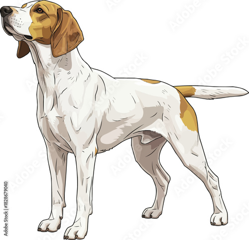 Harrier dog standing alert focused stance looking away