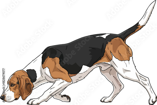 Harrier dog crouched sniffing tracking stance side profile