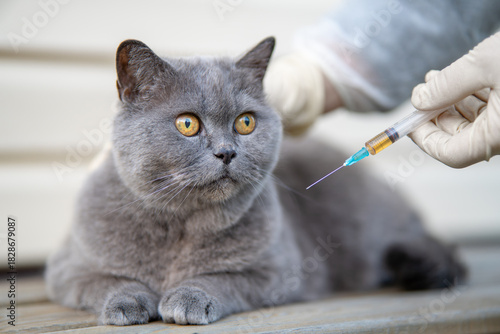 Close-up of hands holding a syringe and a cat, demonstrating vaccination and medical treatment of pets, emphasizing animal health and preventive care.  cat with frightened eyes is afraid of injection