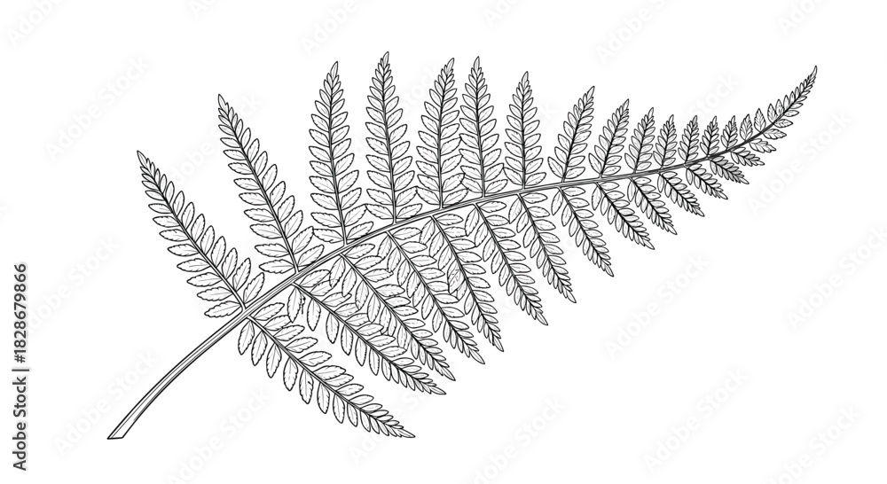 Obraz premium Highly detailed black and white illustration of a single fern frond drawn in a classic vintage botanical engraving line art style.