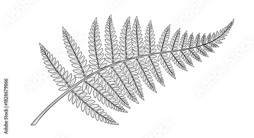 Highly detailed black and white illustration of a single fern frond drawn in a classic vintage botanical engraving line art style.