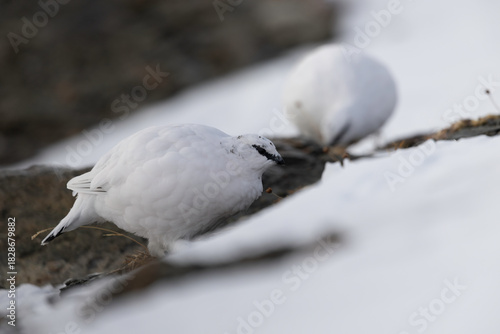 White Rock Ptarmigan (Lagopus muta) Foraging on Snowy Mountain Ground