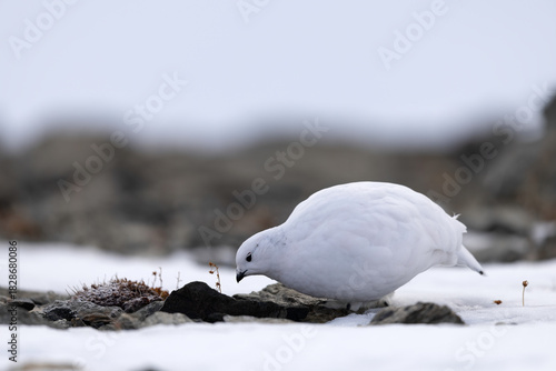 White Rock Ptarmigan (Lagopus muta) Foraging on Snowy Mountain Ground
