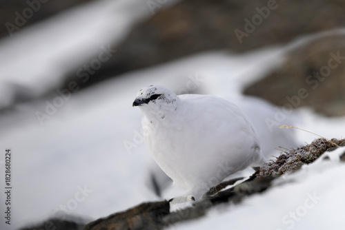 Rock Ptarmigan in Winter Plumage Blending with Snow