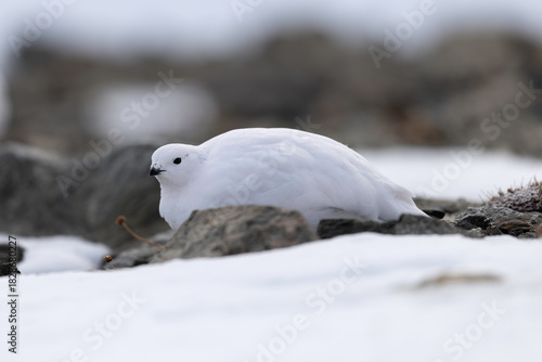 White Rock Ptarmigan (Lagopus muta) Foraging on Snowy Mountain Ground