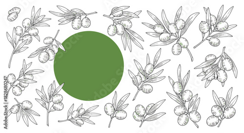 Large collection of hand-drawn olive branches arranged around a central circular green frame for logos and invitation designs.